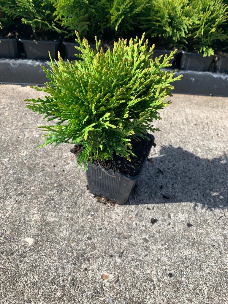 Туя западная Даника